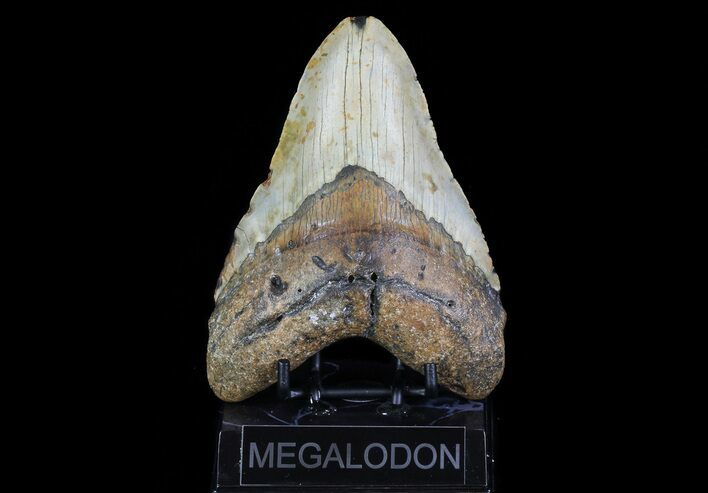Large, Fossil Megalodon Tooth - North Carolina #75538